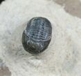 New Type Of Proetid Trilobite (ON EBAY) #4113-2